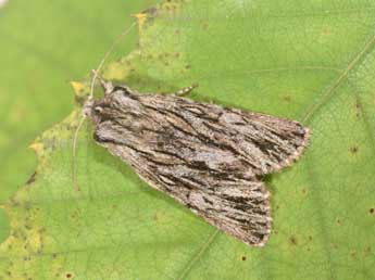 Asteroscopus sphinx Hfn. adulte - Philippe Mothiron