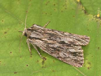 Asteroscopus sphinx Hfn. adulte - Philippe Mothiron