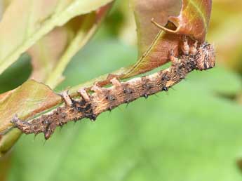  Chenille de Catocala sponsa L. - Philippe Mothiron