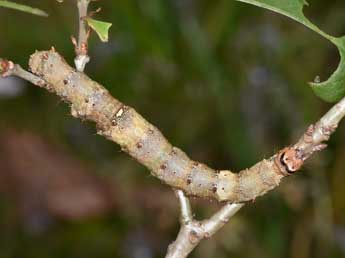  Chenille de Catocala sponsa L. - ©Philippe Mothiron