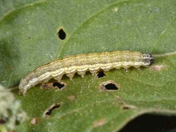  Chenille de Loxostege sticticalis L. - ©Philippe Mothiron