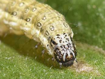  Chenille de Loxostege sticticalis L. - Philippe Mothiron