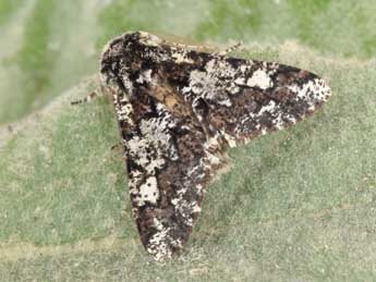 Biston strataria Hfn. adulte - Philippe Mothiron