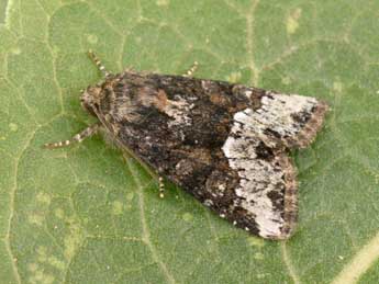 Oligia strigilis L. adulte - Philippe Mothiron