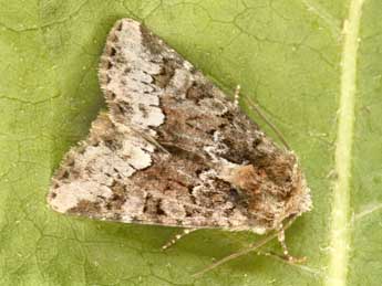 Oligia strigilis L. adulte - Philippe Mothiron