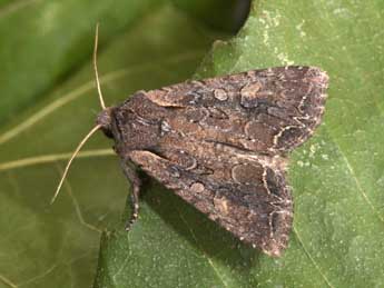 Lacanobia suasa D. & S. adulte - Philippe Mothiron