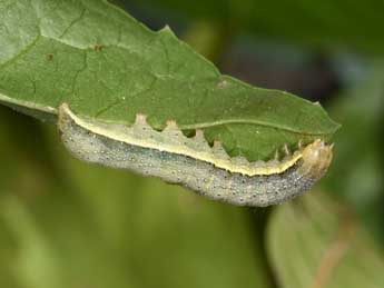  Chenille de Lacanobia suasa D. & S. - ©Philippe Mothiron