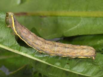  Chenille de Lacanobia suasa D. & S. - ©Philippe Mothiron