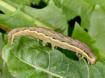  Chenille de Lacanobia suasa D. & S. - ©Philippe Mothiron