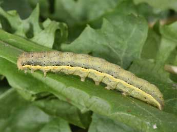  Chenille de Lacanobia suasa D. & S. - ©Philippe Mothiron