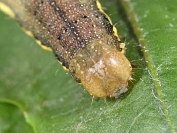  Chenille de Lacanobia suasa D. & S. - ©Philippe Mothiron