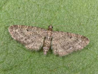 Eupithecia subfuscata Hw. adulte - ©Philippe Mothiron