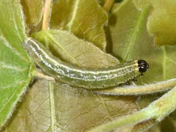  Chenille de Ipimorpha subtusa D. & S. - ©Philippe Mothiron