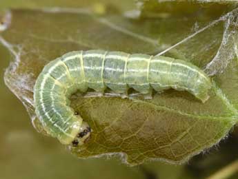  Chenille de Ipimorpha subtusa D. & S. - Philippe Mothiron