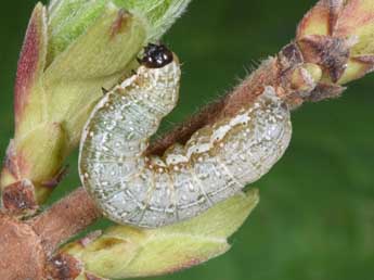  Chenille de Tiliacea sulphurago D. & S. - ©Philippe Mothiron