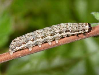  Chenille de Tiliacea sulphurago D. & S. - Philippe Mothiron