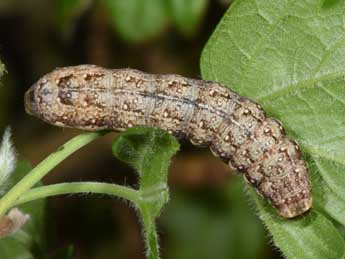  Chenille de Tiliacea sulphurago D. & S. - ©Philippe Mothiron