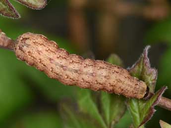  Chenille de Tiliacea sulphurago D. & S. - Philippe Mothiron