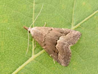 Schrankia taenialis Hb. adulte - Philippe Mothiron