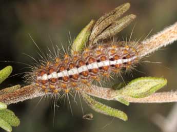  Chenille de Nola thymula Mill. - ©Wolfgang Wagner, www.pyrgus.de