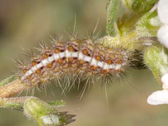  Chenille de Nola thymula Mill. - ©Wolfgang Wagner, www.pyrgus.de