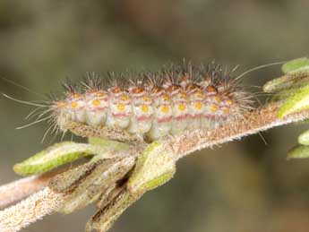  Chenille de Nola thymula Mill. - Wolfgang Wagner, www.pyrgus.de