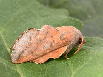 Phyllodesma tremulifolia Hb. adulte - ©Philippe Mothiron