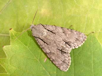 Acronicta tridens D. & S. adulte - Philippe Mothiron