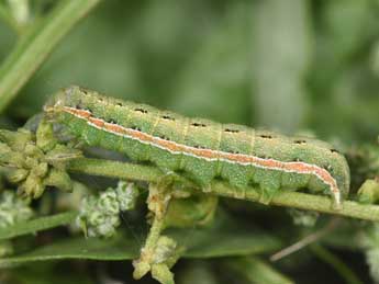  Chenille de Anarta trifolii Hfn. - Philippe Mothiron