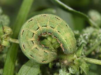  Chenille de Anarta trifolii Hfn. - ©Philippe Mothiron