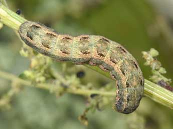  Chenille de Anarta trifolii Hfn. - Philippe Mothiron