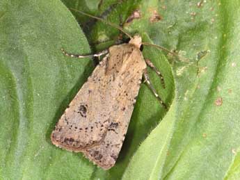 Agrotis trux Hb. adulte - ©Philippe Mothiron