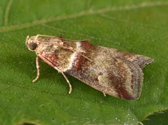 Acrobasis tumidana D. & S. adulte - Philippe Mothiron