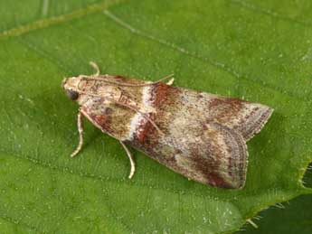 Acrobasis tumidana D. & S. adulte - Philippe Mothiron