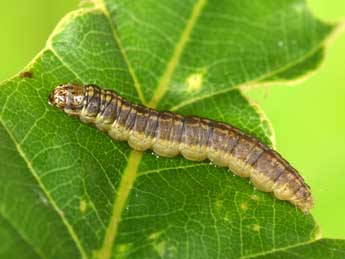  Chenille de Acrobasis tumidana D. & S. - Philippe Mothiron