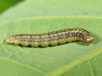  Chenille de Acrobasis tumidana D. & S. - ©Philippe Mothiron