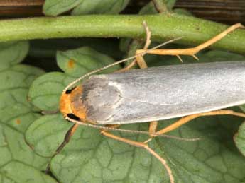  Chenille de Indalia uniola Rbr - Wolfgang Wagner, www.pyrgus.de