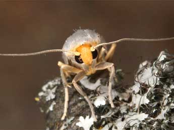  Chenille de Indalia uniola Rbr - Wolfgang Wagner, www.pyrgus.de