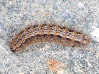  Chenille de Indalia uniola Rbr - ©Wolfgang Wagner, www.pyrgus.de