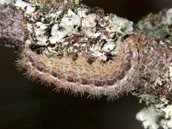  Chenille de Indalia uniola Rbr - ©Wolfgang Wagner, www.pyrgus.de