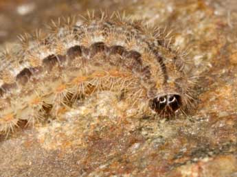  Chenille de Indalia uniola Rbr - Wolfgang Wagner, www.pyrgus.de