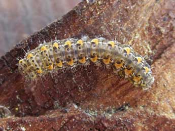  Chenille de Bryophila vandalusiae Dup. - ©Hlne Dumas