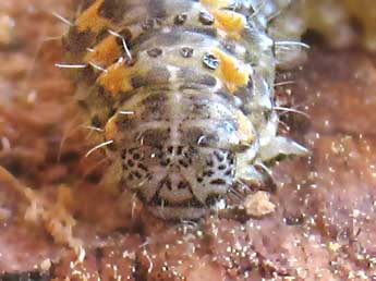  Chenille de Bryophila vandalusiae Dup. - Hlne Dumas