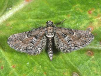 Eupithecia variostrigata Alph. adulte - Philippe Mothiron