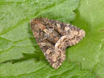 Oligia versicolor Bkh. adulte - Philippe Mothiron