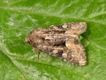 Oligia versicolor Bkh. adulte - Philippe Mothiron