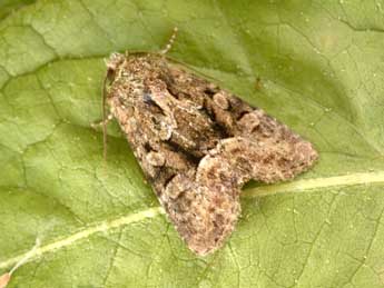 Oligia versicolor Bkh. adulte - Philippe Mothiron