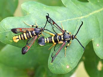 Synanthedon vespiformis L. adulte - ©Jeroen Voogd