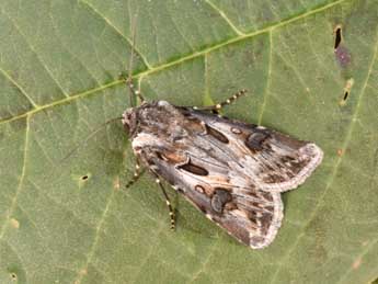 Agrotis vestigialis Hfn. adulte - Philippe Mothiron