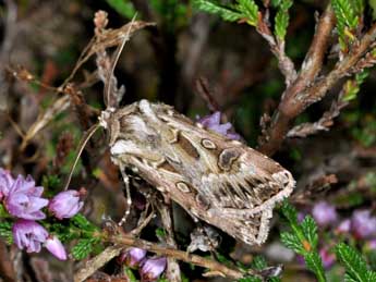 Agrotis vestigialis Hfn. adulte - Philippe Mothiron